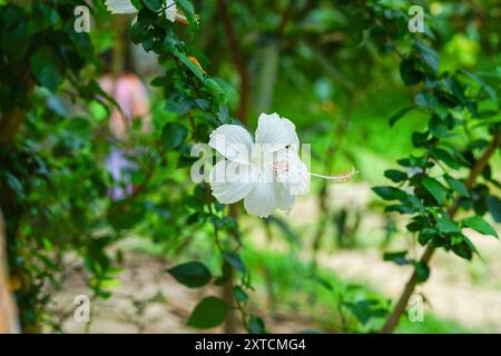 Rosa porcellana bianca o fiore bianco di melanzana con le sue foglie verdi Foto Stock