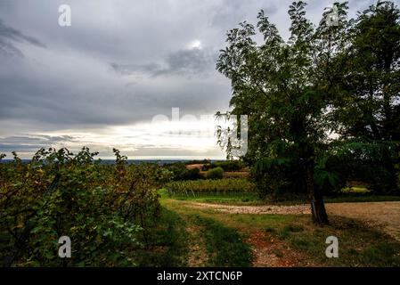 Strada di campagna con panorama e alberi autunnali immersi nelle verdi colline intorno a Lonigo Vicenza Italia Foto Stock