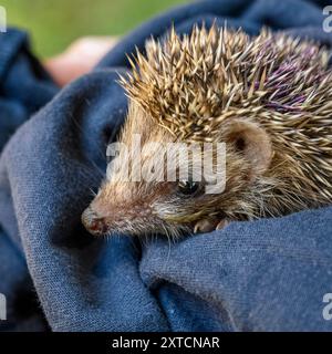 Prendersi cura di un giovane orfano Hedgehog (Erinaceus concolor) dal petto bianco del Sud قنفذ fotografato all'Israeli Wildlife Hospital, Ramat Gan, Foto Stock