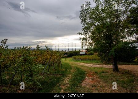 Strada di campagna con panorama e alberi autunnali immersi nelle verdi colline intorno a Lonigo Vicenza Italia Foto Stock