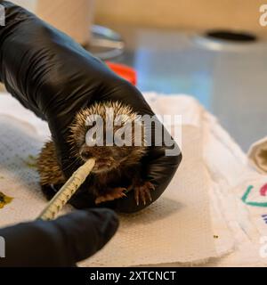 Prendersi cura di un giovane orfano Hedgehog (Erinaceus concolor) dal petto bianco del Sud قنفذ fotografato all'Israeli Wildlife Hospital, Ramat Gan, Foto Stock