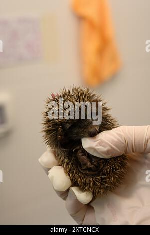 Prendersi cura di un giovane orfano Hedgehog (Erinaceus concolor) dal petto bianco del Sud قنفذ fotografato all'Israeli Wildlife Hospital, Ramat Gan, Foto Stock