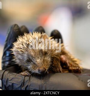 Prendersi cura di un giovane orfano Hedgehog (Erinaceus concolor) dal petto bianco del Sud قنفذ fotografato all'Israeli Wildlife Hospital, Ramat Gan, Foto Stock