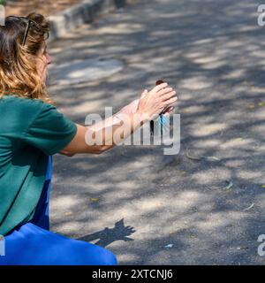 Rilascio di un kingfisher dalla gola bianca riabilitato (Halcyon smyrnensis) kingfisher dal petto bianco قاوند أبيض الصدر parte di un set di 6 immagini Foto Stock