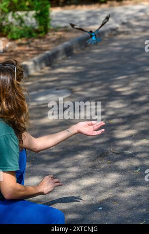 Rilascio di un kingfisher dalla gola bianca riabilitato (Halcyon smyrnensis) kingfisher dal petto bianco قاوند أبيض الصدر parte di un set di 6 immagini Foto Stock