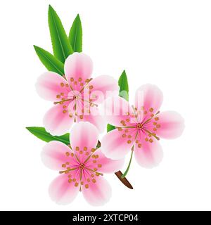 Un ramo di mandorla con fiori e foglie su sfondo bianco. Illustrazione Vettoriale