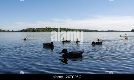 Neuruppin, Germania. 12 agosto 2024. Le anatre nuotano nelle acque del lago Ruppiner SEE sul lungolago. Crediti: Monika Skolimowska/dpa/Alamy Live News Foto Stock