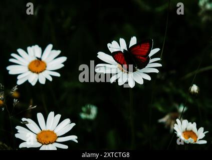 Una farfalla rossa vibrante arroccata su una margherita bianca in un ambiente scuro e naturale. Foto Stock