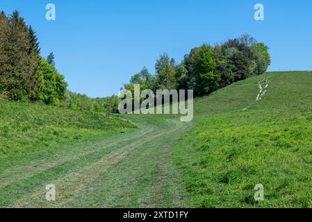 Sentiero che si unisce a breve alla Monarch's Way e che si dirige a nord attraverso Arundel Park - Arundel, South Downs National Park, West Sussex, Regno Unito. Foto Stock
