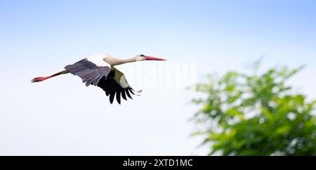 Cicogna bianca ciconia ciconia volare nel cielo, la foto migliore. Foto Stock