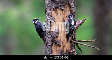 Picchio a tre dita maschio e femmina Picoides tridactylus su un albero in cerca di cibo al tramonto e all'alba. la foto migliore. Foto Stock