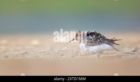 Calidris alba, arenaria sabbiosa ihe, cammina lungo il bordo dell'acqua sulla sabbia in cerca di cibo, la foto migliore. Foto Stock