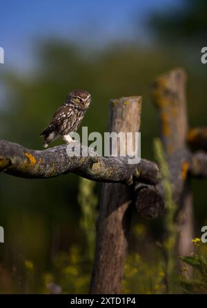 Athene noctuahe siede su una bella recinzione di legno e guarda fuori per il cibo, la migliore foto. Foto Stock