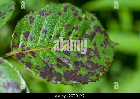 Fungo Rose Black Spot Foto Stock