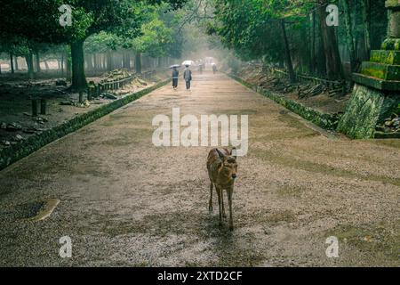 Nara, Giappone - 5 marzo 2018 - Un cervo in un percorso piovoso fiancheggiato da lanterne di pietra al Parco Nara, che conduce al Santuario di Kasuga Foto Stock