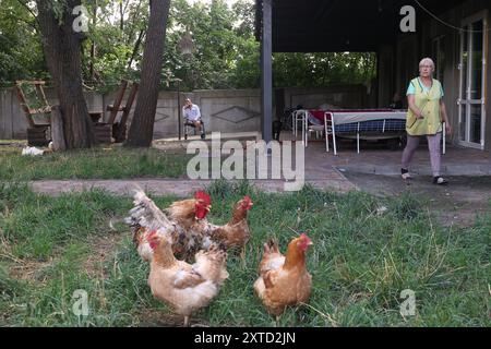 CHARKIV, UCRAINA - 13 AGOSTO 2024 - Chicken vive al rifugio Big Family che si prende cura delle persone anziane single lasciate senza casa dalla guerra ed è gestito dalla ONG Through the War, Kharkiv, Ucraina nord-orientale. Foto Stock