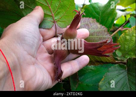 Frutti di nocciole rosse. Nocciole in mano al contadino Foto Stock