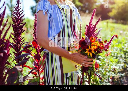 La donna giardiniera possiede un bouquet di fiori di amaranto dahlia appena raccolti. Il contadino ha organizzato fiori nel giardino estivo. Tagliare il fiore Foto Stock