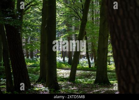 12 agosto 2024, Brandeburgo, Wittstock/Dosse: Numerosi alberi crescono in una foresta mista. Foto: Monika Skolimowska/dpa Foto Stock