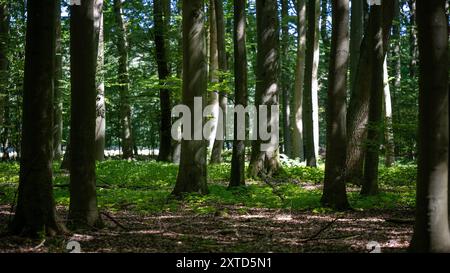 12 agosto 2024, Brandeburgo, Wittstock/Dosse: Numerosi alberi crescono in una foresta mista. Foto: Monika Skolimowska/dpa Foto Stock