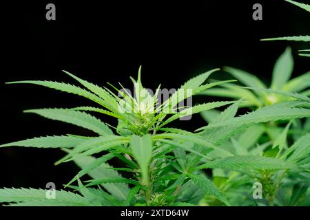 Dettaglio di una pianta di cannabis vedova bianca che inizia la sua fioritura con uno sfondo nero Foto Stock