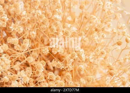 Delicato sfondo di fiori secchi in tonalità calde, atmosfera autunnale morbida e accogliente Foto Stock