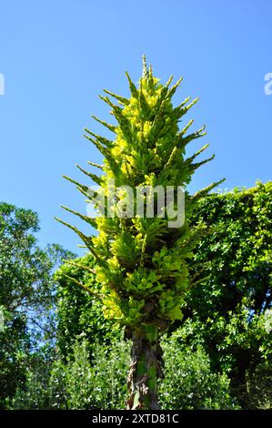 Puya chilensis , una specie di bromeliade terrestre. È originaria del Cile centrale. Perenne sempreverde, ha grandi e dense rosette di grigio-verde, cinturino- Foto Stock