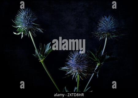 I fiori azzurri si distinguono su uno sfondo scuro Foto Stock