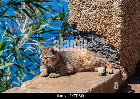 Angoli e anfratti a Ponta do Pargo, sull'isola di Madeira, Portogallo Foto Stock