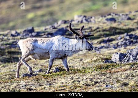 Renna norvegese (Rangifer tandurus - introdotta in Islanda per scopi sperimentali nel XVIII secolo. Foto da Borgafjordur, Islanda orientale in Foto Stock