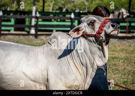 Fattoria Hermanos Motta PZA. Il bestiame mostra il bestiame a Panama Foto Stock