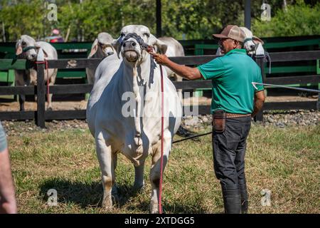 Fattoria Hermanos Motta PZA. Il bestiame mostra il bestiame a Panama Foto Stock