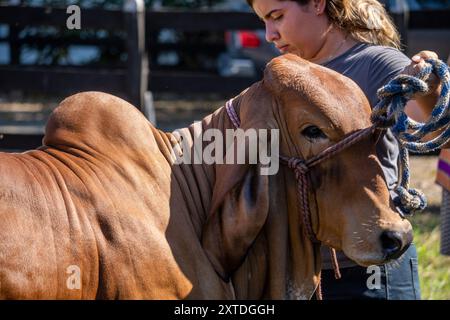 Fattoria Hermanos Motta PZA. Il bestiame mostra il bestiame a Panama Foto Stock