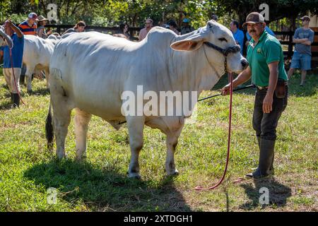 Fattoria Hermanos Motta PZA. Il bestiame mostra il bestiame a Panama Foto Stock