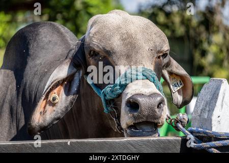 Fattoria Hermanos Motta PZA. Il bestiame mostra il bestiame a Panama Foto Stock