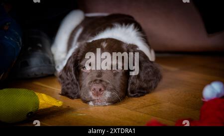 Simpatico Springer Spaniel Puppy inglese che si rilassa sul pavimento circondato da giocattoli colorati in un accogliente ambiente interno Foto Stock