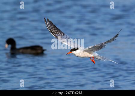 Terna comune (Sterna hirundo) adulta nell'allevamento di piumaggio che vola sopra le ciotole che nuotano nello stagno in estate Foto Stock