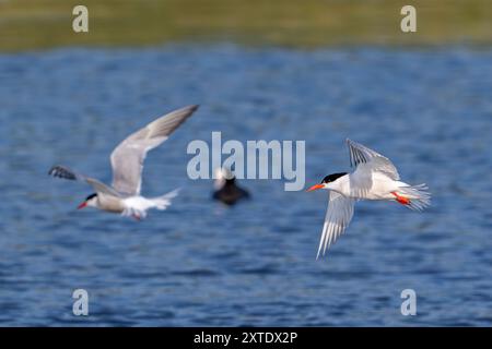 Due Sterna comuni (Sterna hirundo) adulti nell'allevamento di piumaggio che volano sull'acqua dello stagno nella palude salata / salina in estate Foto Stock