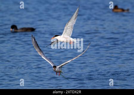 Due Sterna comuni (Sterna hirundo) adulti nell'allevamento di piumaggio che volano sull'acqua dello stagno nella palude salata / salina in estate Foto Stock