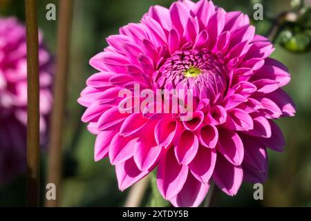 Dahlia 'Jowey Frambo' Pompon Dahlia Foto Stock