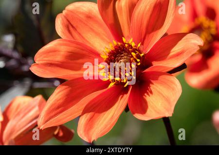 Dahlia "Vescovo di Oxford" Dahlia fiore arancio Foto Stock