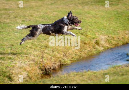 Il cane salta con gioia su un ruscello a Garry Beach sull'Isola di Lewis durante una giornata di sole Foto Stock