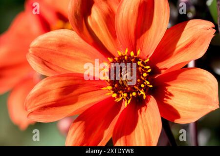 Dahlia, "vescovo di Oxford", fioritura arancione Foto Stock