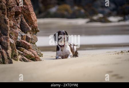 Un cane si rilassa sulla sabbia soffice vicino a un affioramento roccioso a Garry Beach, godendosi il tranquillo paesaggio dell'Isola di Lewis in riva al mare. Foto Stock