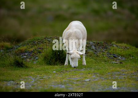 Un solo agnello pascolerà sull'erba in un campo verde vivace, circondato da terreni naturali e colline. Foto Stock