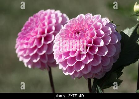 Dahlia 'Mago di Oz' Dahlia pompon fiori Foto Stock