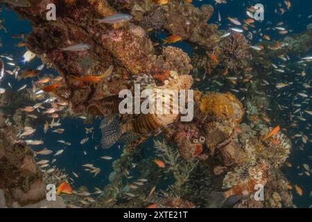 Pesce leone (Pterois Miles) nel pesce colorato del Mar Rosso, Eilat Israel Foto Stock