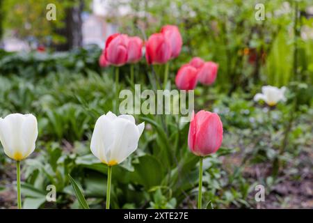 Fiore bulbo che fiorisce ogni anno ad aprile, tulipani rosa bianchi dai colori molto vivaci Foto Stock