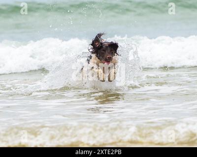 English Springer Spaniel at the Beach, Leaping and Jumping Through the Waves e Across the Sand Foto Stock