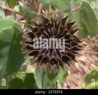 (Abutilon grandiflorum) Plantae Foto Stock